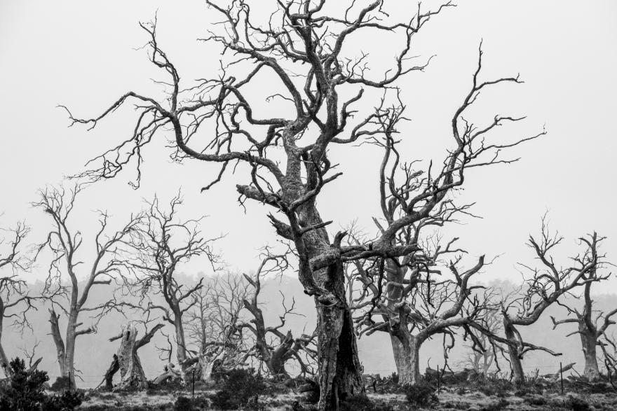 Grove of dead trees