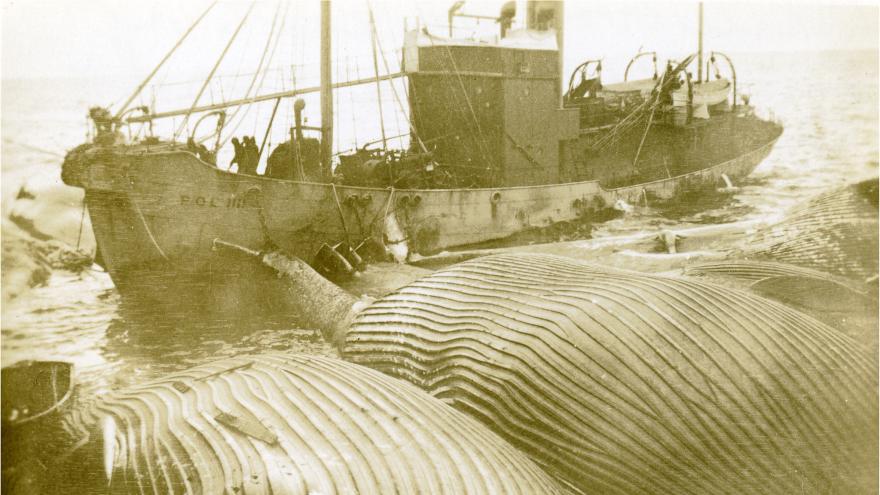 Whaling ship with whale carcasses